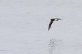 Leach's Storm-Petrel